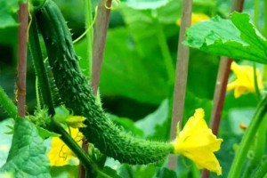黃瓜開花期用什么肥料好？